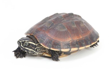 Malezya salyangoz yiyen kaplumbağa (Malayemys makrocephala), Geoemydidae familyasından bir kaplumbağa türü.