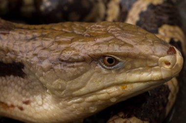 Mavi Dil Skink Kertenkelesinin Kapanışı