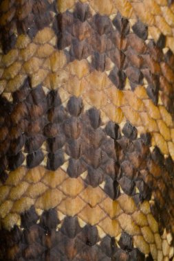 Mavi Dil Skink Kertenkelesinin Kapanışı