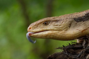 Mavi Dil Skink Kertenkelesinin Kapanışı