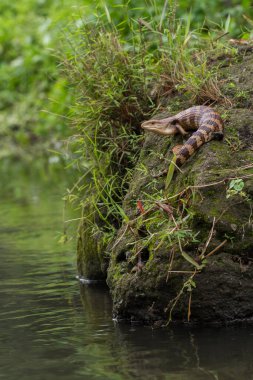 Mavi Dil Skink Kertenkelesinin Kapanışı