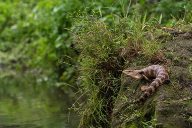 Mavi Dil Skink Kertenkelesinin Kapanışı