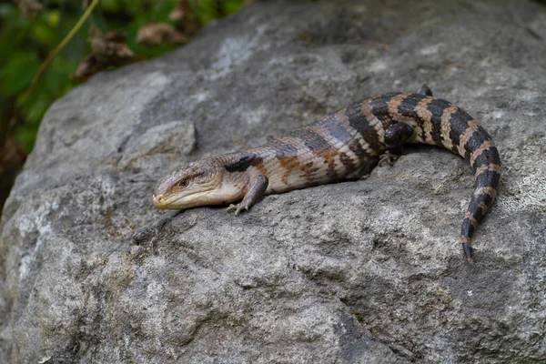 Közelkép Kék Nyelv Skink Lizard — Stock Fotó