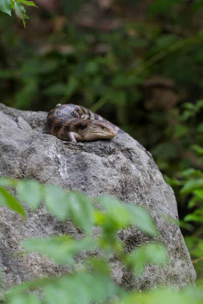 Primo Piano Blue Tongue Skink Lizard — Foto Stock