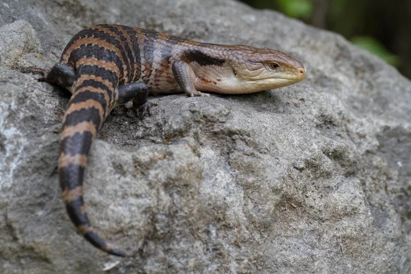 Mavi Dil Skink Kertenkelesinin Kapanışı — Stok fotoğraf