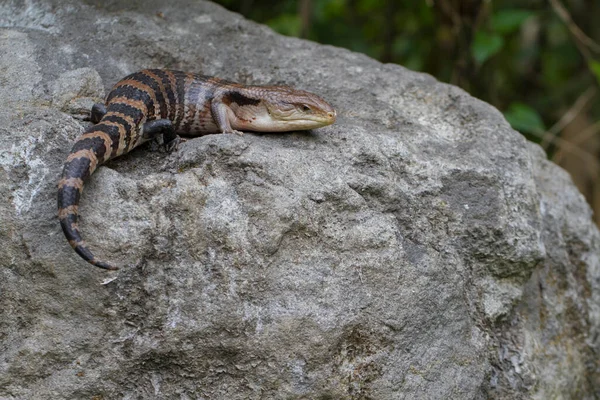 Close Blue Tongue Skink Lizard — Stock Photo, Image