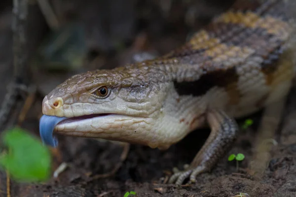 Close Up of Blue Tongue Skink Lizard