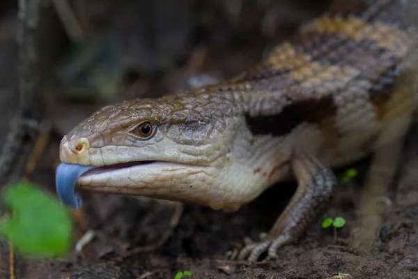 Mavi Dil Skink Kertenkelesinin Kapanışı