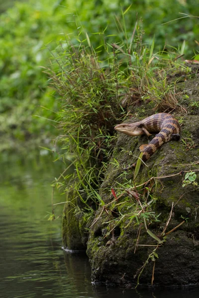 Primo Piano Blue Tongue Skink Lizard — Foto Stock