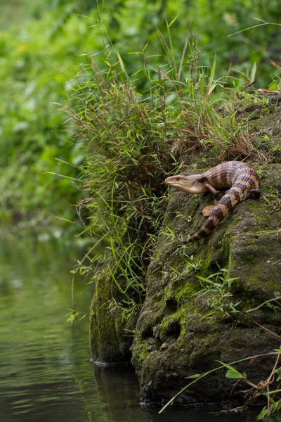 Primo Piano Blue Tongue Skink Lizard — Foto Stock