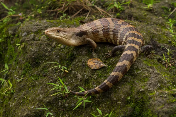 Mavi Dil Skink Kertenkelesinin Kapanışı — Stok fotoğraf