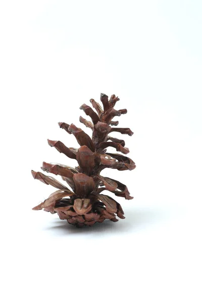 Brown Pine Cone Isolated White Background — Stock Photo, Image