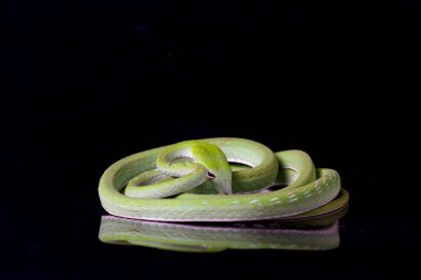 Asya sarmaşık yılanı / Ahaetulla prasina siyah arka planda izole edildi