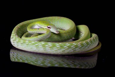 Asya sarmaşık yılanı / Ahaetulla prasina siyah arka planda izole edildi