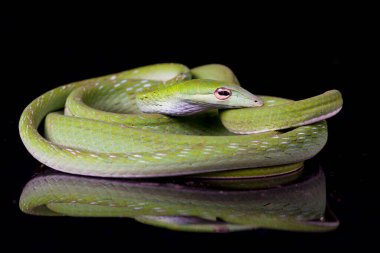 Asya sarmaşık yılanı / Ahaetulla prasina siyah arka planda izole edildi