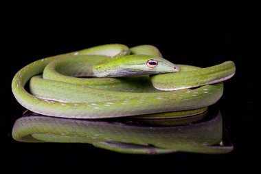 Asya sarmaşık yılanı / Ahaetulla prasina siyah arka planda izole edildi