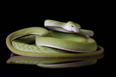 Asya sarmaşık yılanı / Ahaetulla prasina siyah arka planda izole edildi