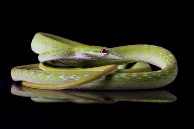 Asya sarmaşık yılanı / Ahaetulla prasina siyah arka planda izole edildi