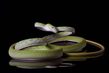 Asya sarmaşık yılanı / Ahaetulla prasina siyah arka planda izole edildi