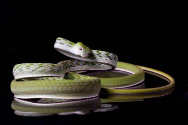 Asya sarmaşık yılanı / Ahaetulla prasina siyah arka planda izole edildi