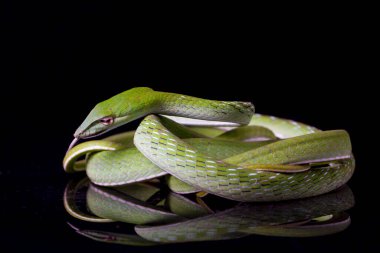 Asya sarmaşık yılanı / Ahaetulla prasina siyah arka planda izole edildi