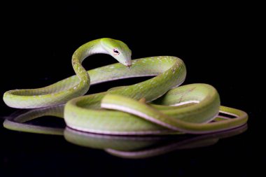 Asya sarmaşık yılanı / Ahaetulla prasina siyah arka planda izole edildi