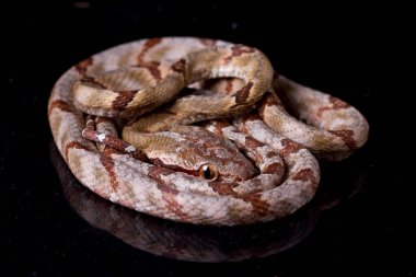 Boiga cynodon, genellikle köpek dişli kedi yılanı olarak bilinir.