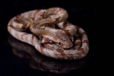 Boiga cynodon, genellikle köpek dişli kedi yılanı olarak bilinir.