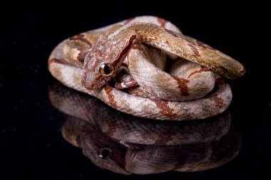 Boiga cynodon, genellikle köpek dişli kedi yılanı olarak bilinir.