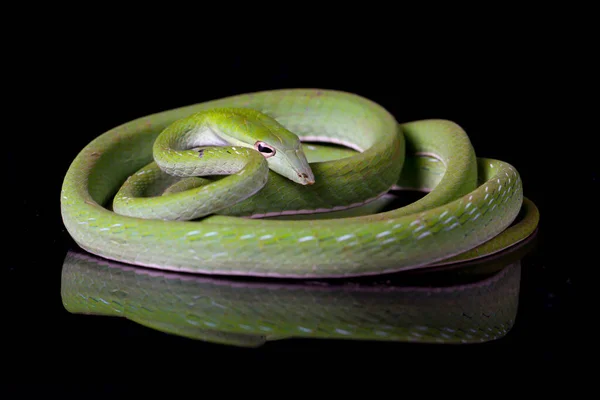 Asiatische Rebennatter Ahaetulla Prasina Isoliert Auf Schwarzem Hintergrund — Stockfoto