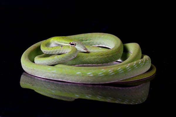 Asiatische Rebennatter Ahaetulla Prasina Isoliert Auf Schwarzem Hintergrund — Stockfoto