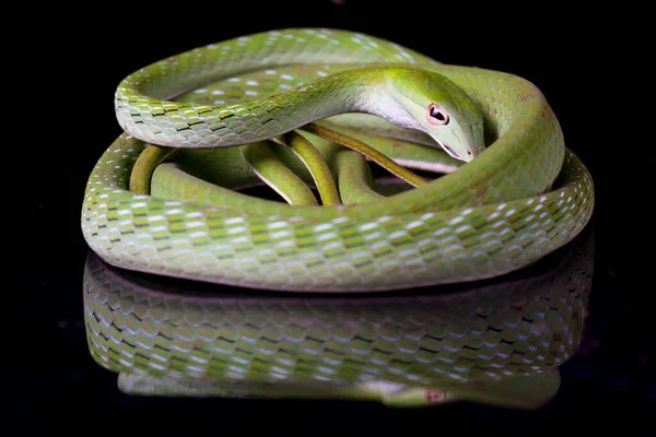 Serpiente Vid Asiática Ahaetulla Prasina Aislada Sobre Fondo Negro — Foto de Stock