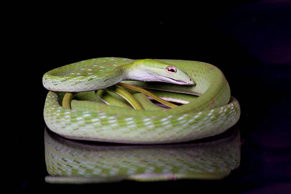 Serpiente Vid Asiática Ahaetulla Prasina Aislada Sobre Fondo Negro — Foto de Stock