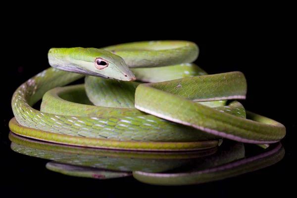 在黑色背景下被隔离的亚洲藤条蛇 — 图库照片