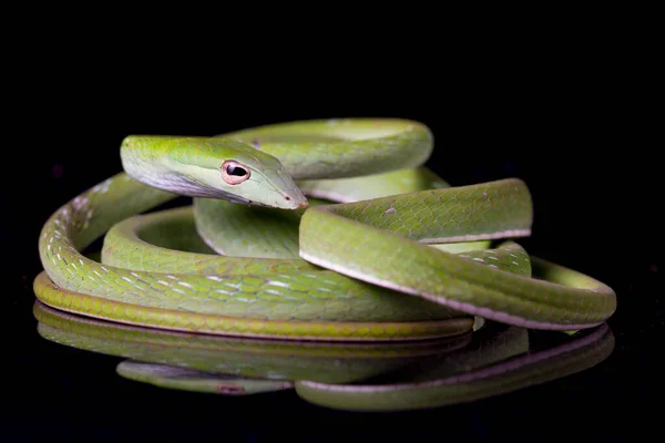 Asiatische Rebennatter Ahaetulla Prasina Isoliert Auf Schwarzem Hintergrund — Stockfoto