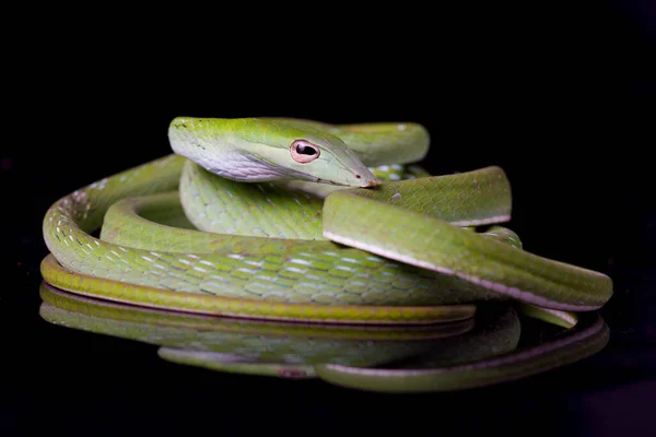 Serpiente Vid Asiática Ahaetulla Prasina Aislada Sobre Fondo Negro — Foto de Stock