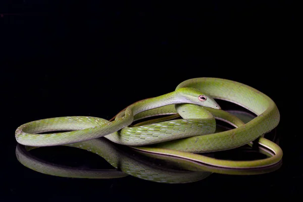 Asian Vine Snake Ahaetulla Prasina Isolated Black Background — Stock Photo, Image