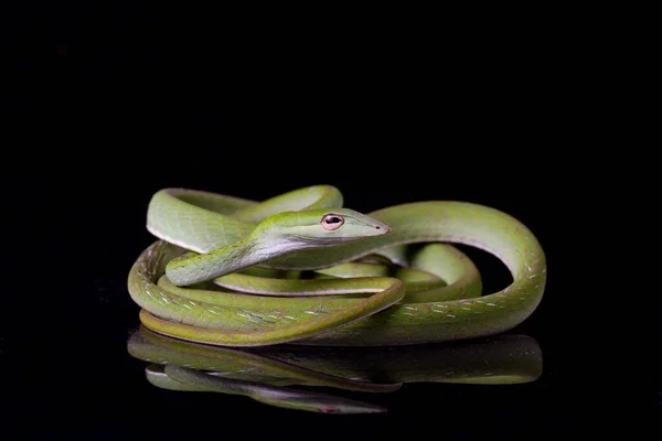 Азиатская Лоза Змея Ahaetulla Prasina Изолированы Черном Фоне — стоковое фото