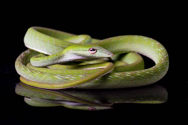 Serpiente Vid Asiática Ahaetulla Prasina Aislada Sobre Fondo Negro — Foto de Stock