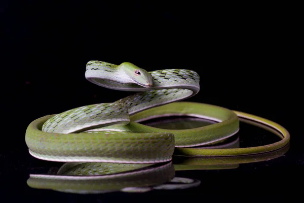 Asian Vine Snake Ahaetulla Prasina Isolated Black Background — Stock Photo, Image