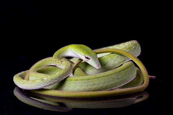 在黑色背景下被隔离的亚洲藤条蛇 — 图库照片