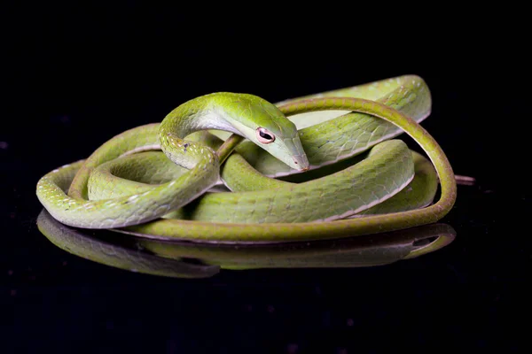 アジアのつるヘビ Ahaetulla Prasina黒の背景に隔離 — ストック写真