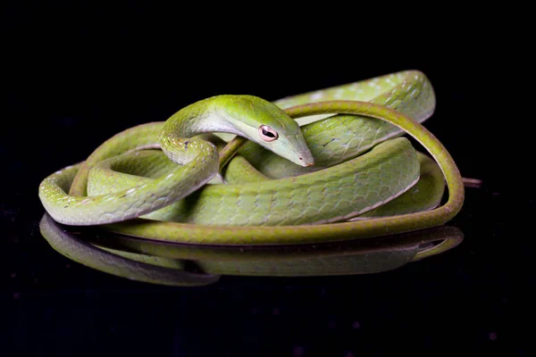 Asian Vine Snake Ahaetulla Prasina Isolated Black Background — Stock Photo, Image