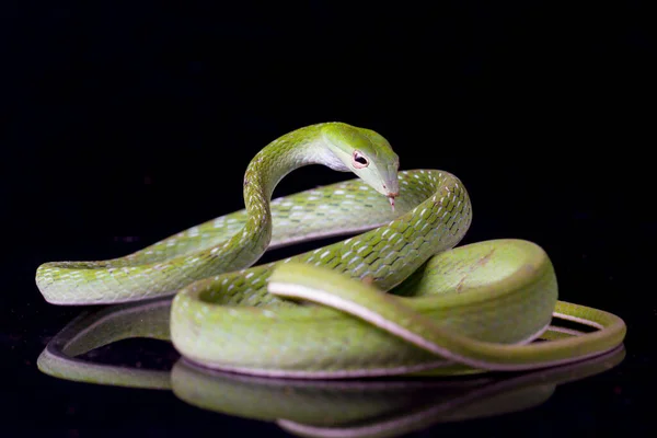 Ázsiai Szőlő Kígyó Ahaetulla Prasina Elszigetelt Fekete Alapon — Stock Fotó