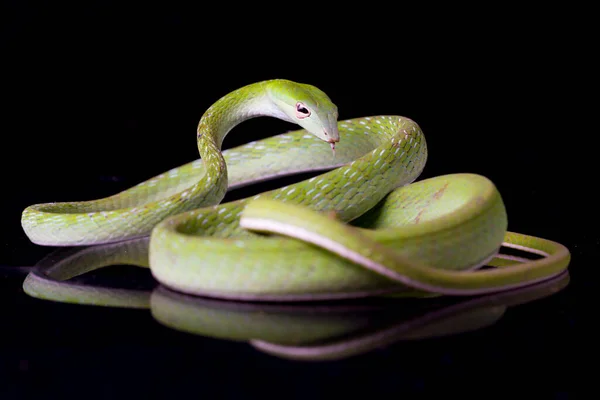 Cobra Asiática Ahaetulla Prasina Isolada Sobre Fundo Preto — Fotografia de Stock