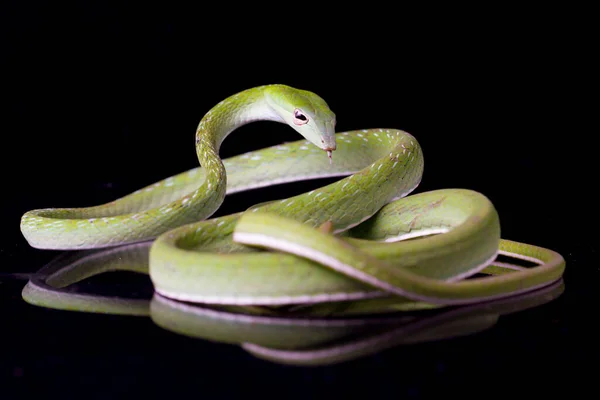 Serpiente Vid Asiática Ahaetulla Prasina Aislada Sobre Fondo Negro — Foto de Stock