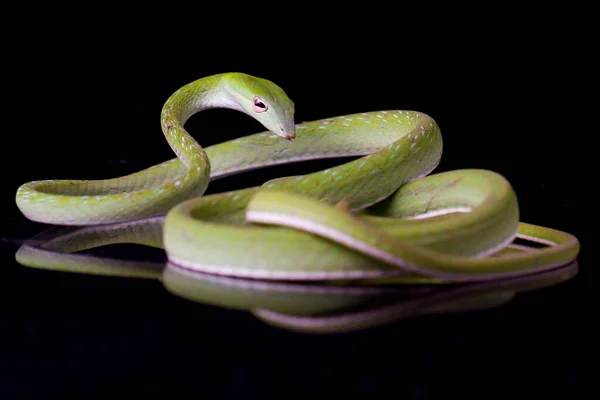 Serpiente Vid Asiática Ahaetulla Prasina Aislada Sobre Fondo Negro — Foto de Stock