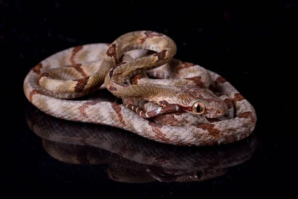 Boiga Cynodon Comúnmente Conocida Como Serpiente Gato Con Dientes Perro —  Fotos de Stock