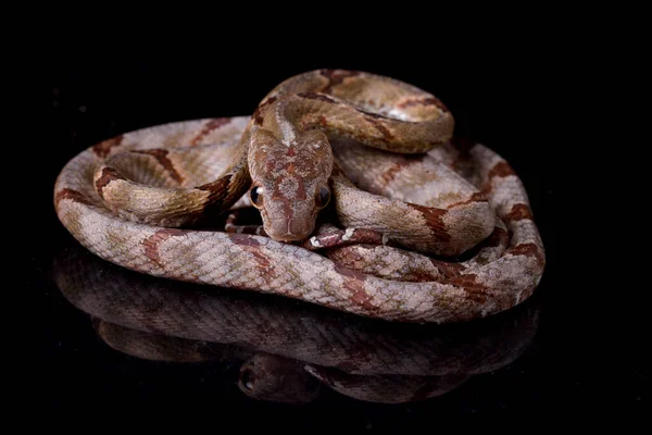 Boiga Cynodon Vulgarmente Conhecida Como Cobra Gato Com Dentes Cão — Fotografia de Stock