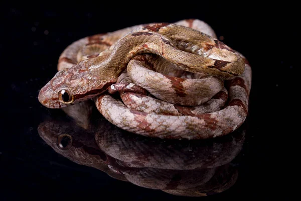 Boiga cynodon, commonly known as the dog-toothed cat snake isolated on black background